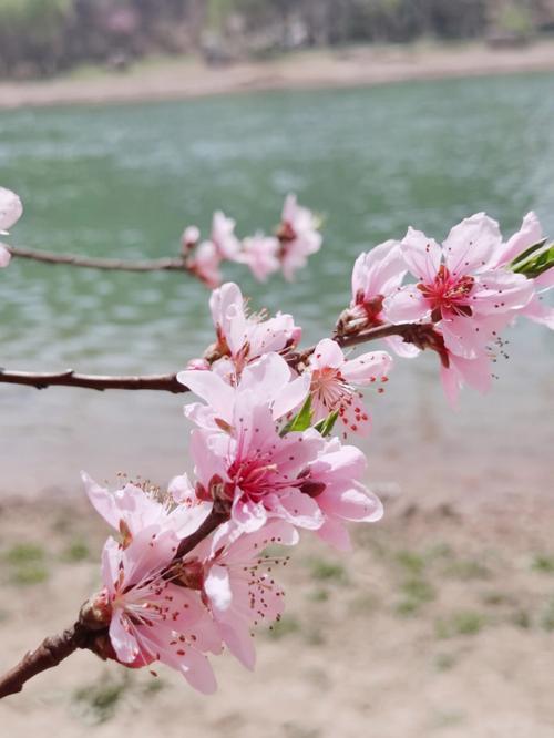 长流水命人如何能速遇正桃花