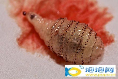 周公解梦梦见蛆