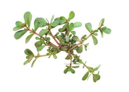 含有马字的植物