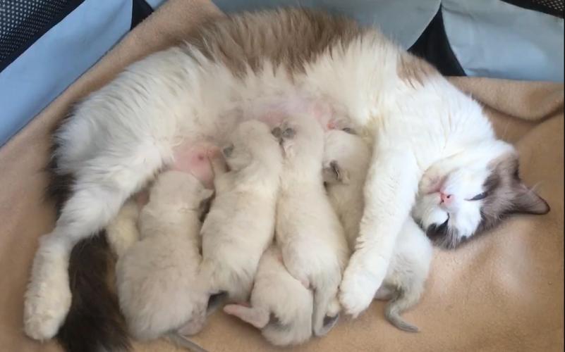 梦见喂猫是什么意思