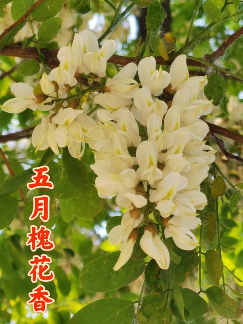 槐花的花语