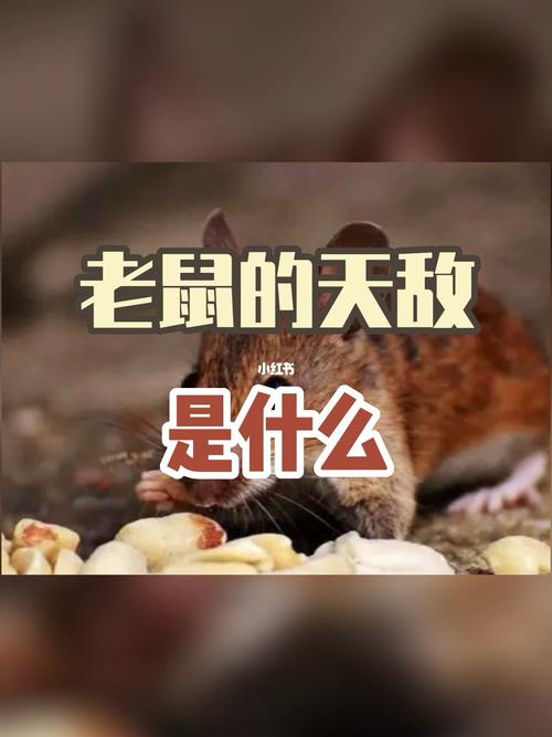 老鼠最怕三个克星