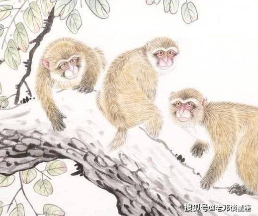 属猴2021会遭遇哪些劫数