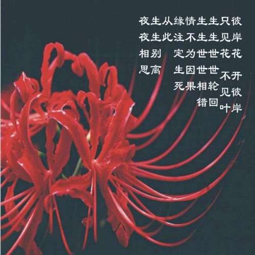 传说中的引魂之花_彼岸花