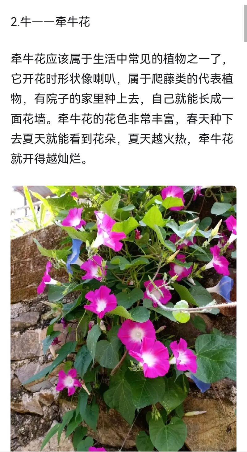 十二生肖的开运植物有哪些?