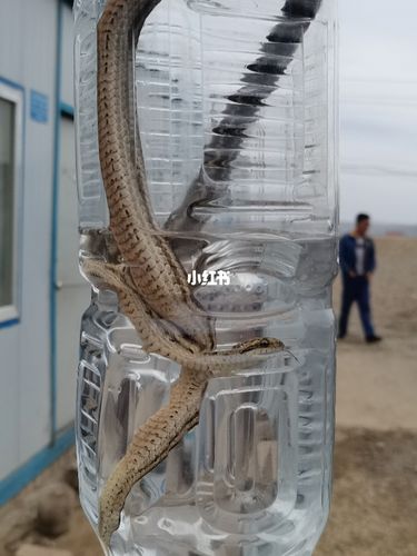 梦见矿泉水瓶子里爬出蛇是什么意思