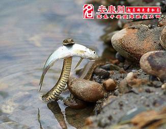 梦见蛇在水里吃鱼