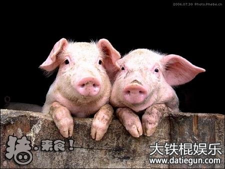 生肖猪与什么生肖最配