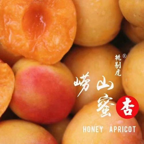 梦见自己摘杏吃