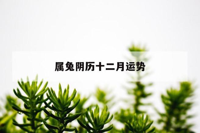 属兔人本月运势查询12.1-12.31