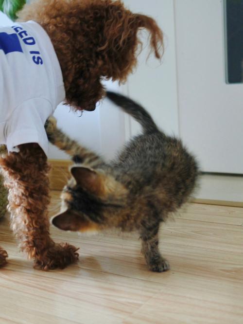 梦见狗让救猫