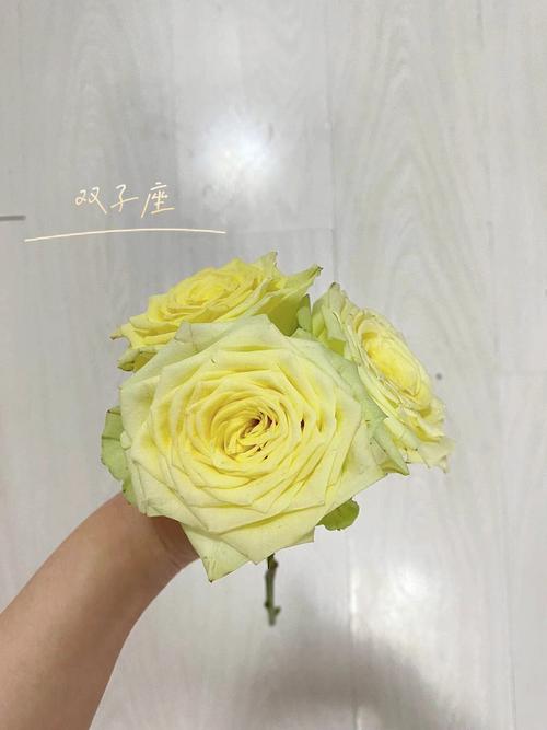 双子座女生喜欢什么花
