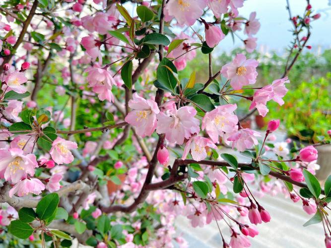 为什么会梦见海棠花