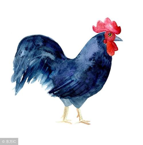 2021年属鸡的女生被什么生肖的人宠爱最幸福