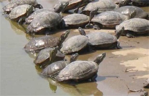 养鳖需要讲究风水吗
