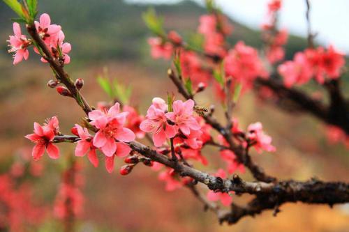 2020年属蛇人桃花方位是什么,属蛇的人2020年桃花怎么样?