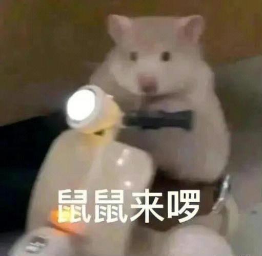 圣诞节送该生肖鼠什么礼物