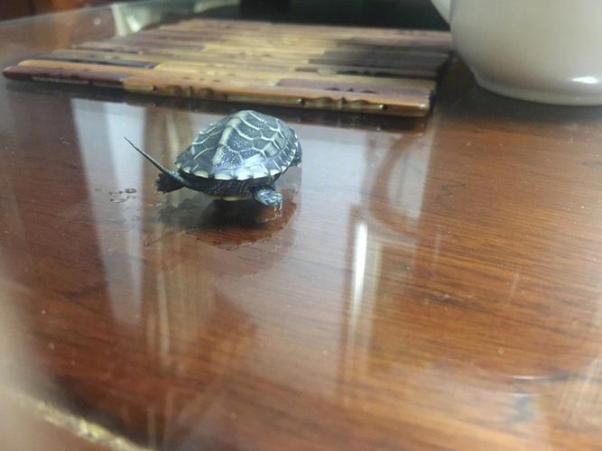 梦见乌龟死亡