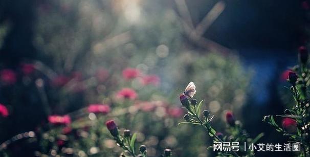 喜逢良人,荣获挚爱的3大星座