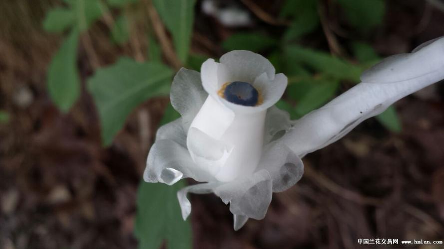 水晶兰的花语是什么?