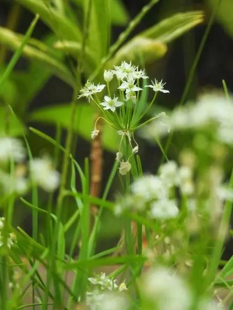 韭菜花花语是什么?