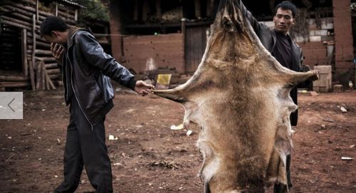 梦见别人杀死狼卖狼肉