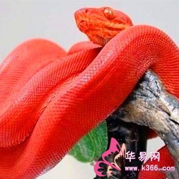 梦见红蛇