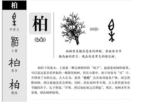 柏字用于人名寓意