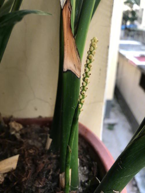 凤尾竹花语:节节高升、平安之意
