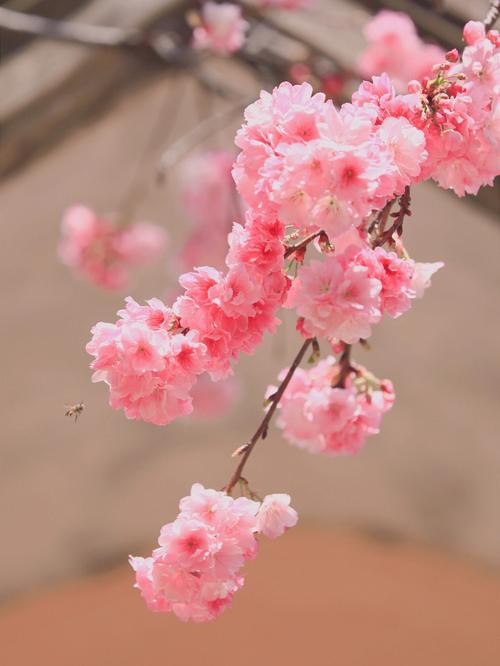 山樱花主要价值有哪些