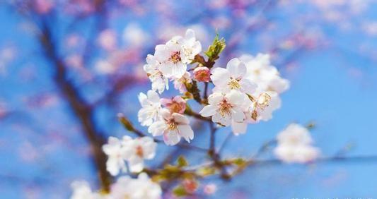 2019属狗的烂桃花