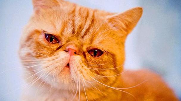 梦见猫流泪了 梦到猫掉眼泪