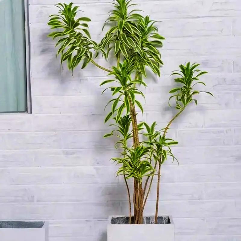 竹子包含的风水意义