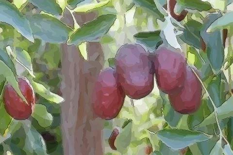孕妇梦见树上好多枣