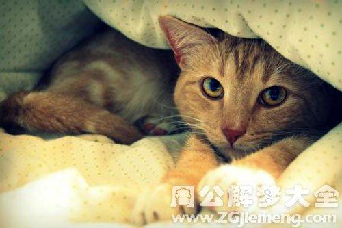 梦见小猫爬在我手臂上