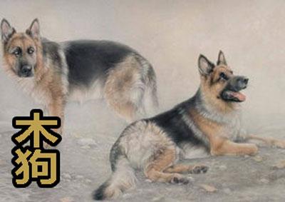 木狗的人性格与运势怎么样