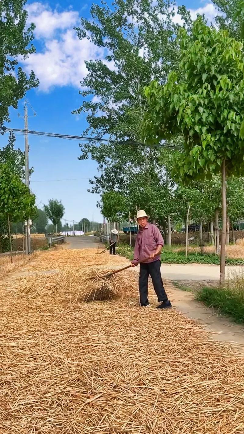 梦见在麦场上碾小麦什么预兆