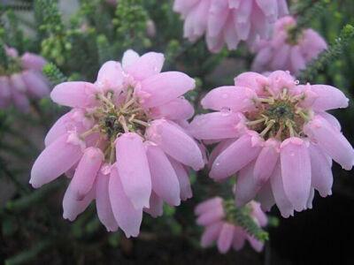 欧石南花语:和睦、气度