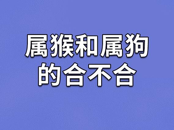 女狗男猴属相配吗?属猴男有什么优点?