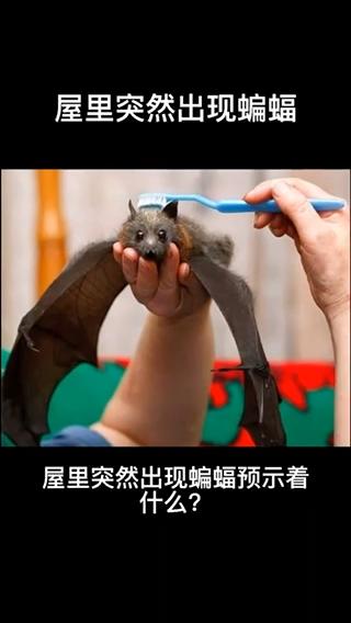 梦见蝙蝠进屋有什么预兆