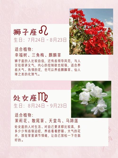 十二星座的守护花是什么