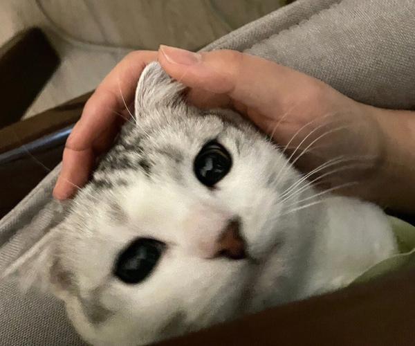梦见白猫在房顶叫