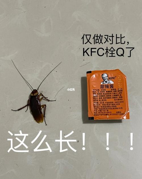 梦见蟑螂飞,有烦心的事或人
