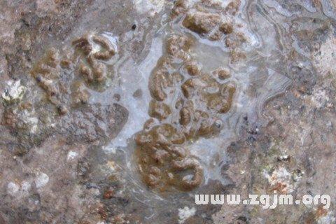 梦见动物的粪便