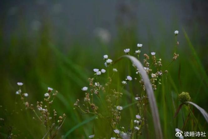 梦见火烧草是什么意思