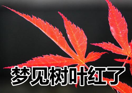 梦见树叶红了周公解梦，梦见树叶红了是什么意思？