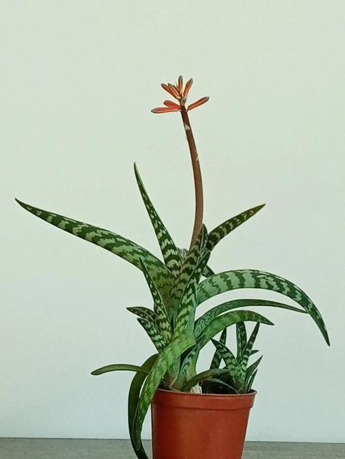 梦见芦荟开花