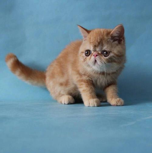 梦见死猫什么征兆