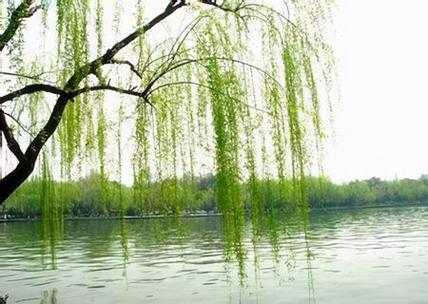 杨柳木命带正印运势如何