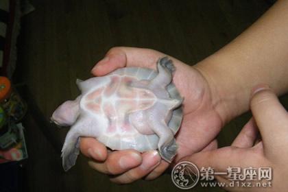 招财龟吃鱼食好吗